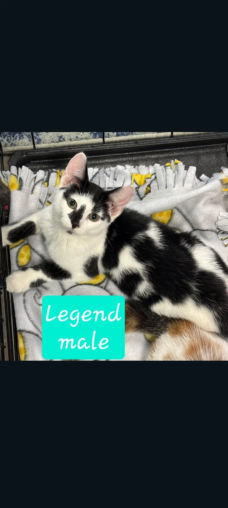 A young medium-sized male Black & White / Tuxedo Domestic Short Hair cat named Legend for adoption in Karns City, PA