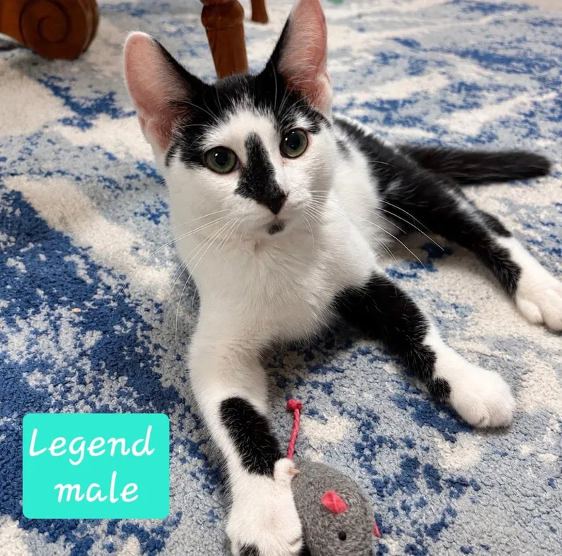 Legend thumbnail 2