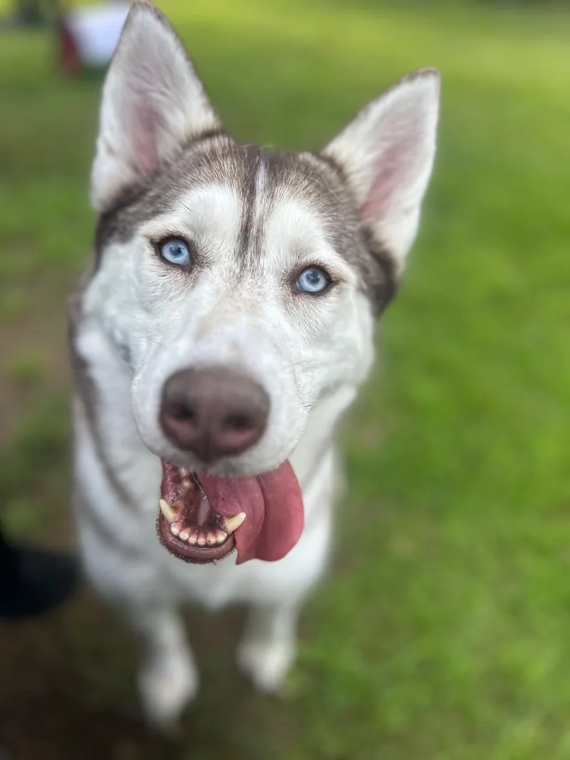 An adult medium-sized female Merle (Red) Siberian Husky dog named Sky for adoption in Lincoln, RI