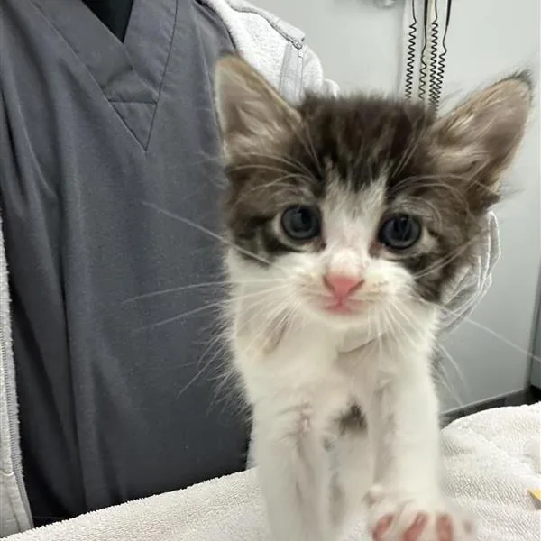 A baby small-sized female Brown / Chocolate Domestic Short Hair cat named Harbor Seal for adoption in Jacksonville, FL