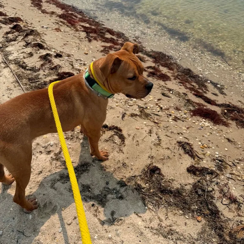 A baby medium-sized male Mixed Breed dog named Kai for adoption in Brookhaven, NY