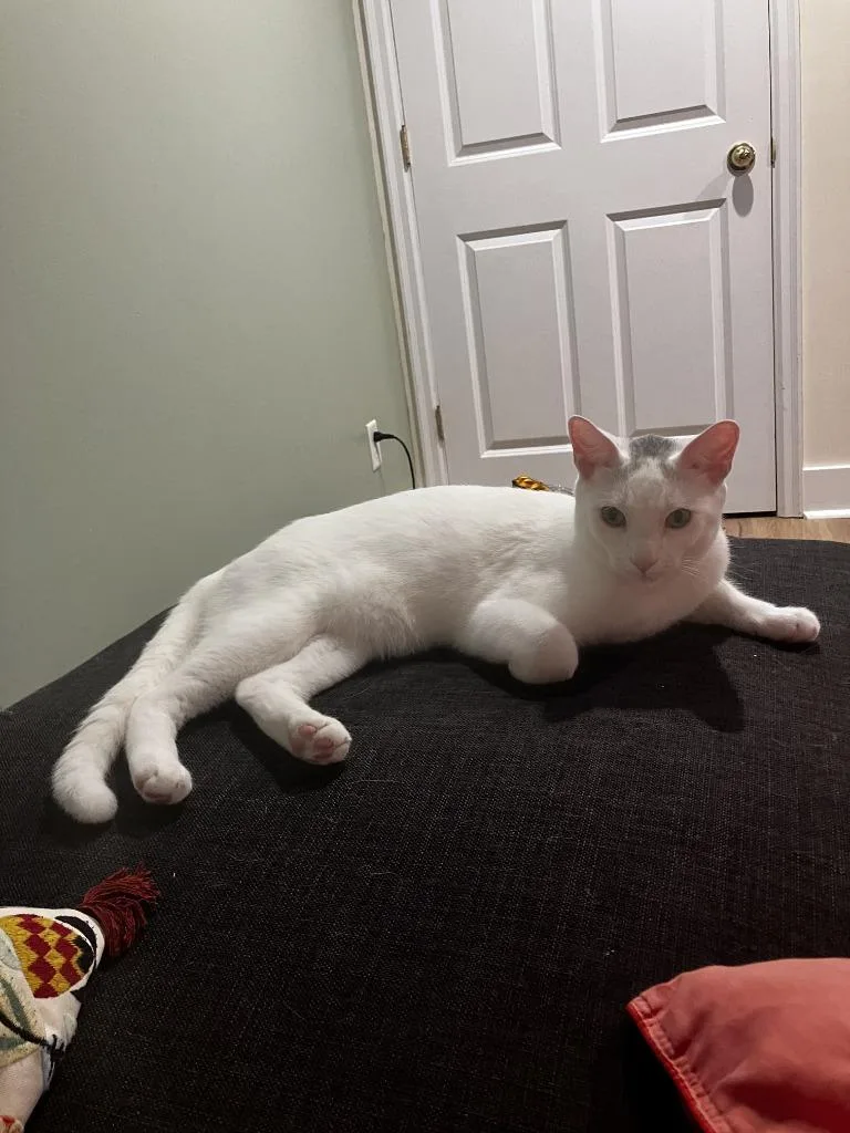 A young medium-sized male Domestic Short Hair cat named Mouse for adoption in Minneapolis, MN