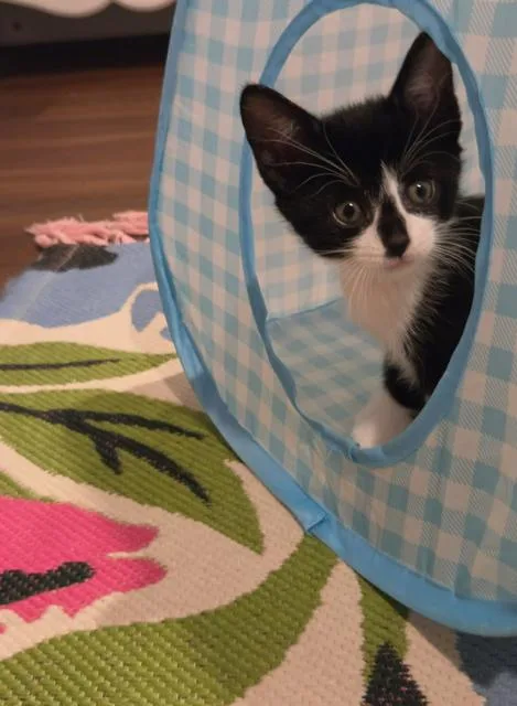 A baby small-sized female Black & White / Tuxedo Domestic Short Hair cat named Celeste for adoption in Oradell, NJ