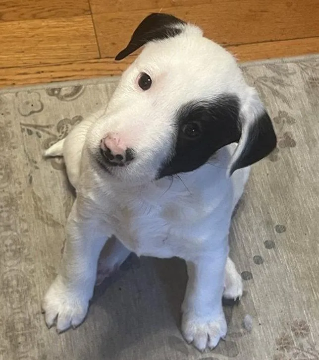 A young medium-sized male Terrier dog named Tank for adoption in Fort Collins, CO