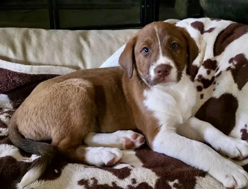 Bougie’s Baby Boys thumbnail 2