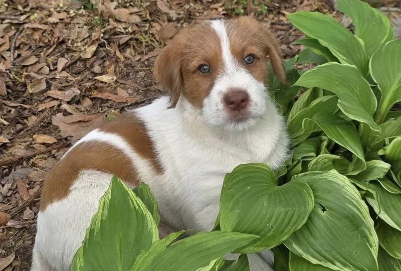 Bougie’s Baby Boys