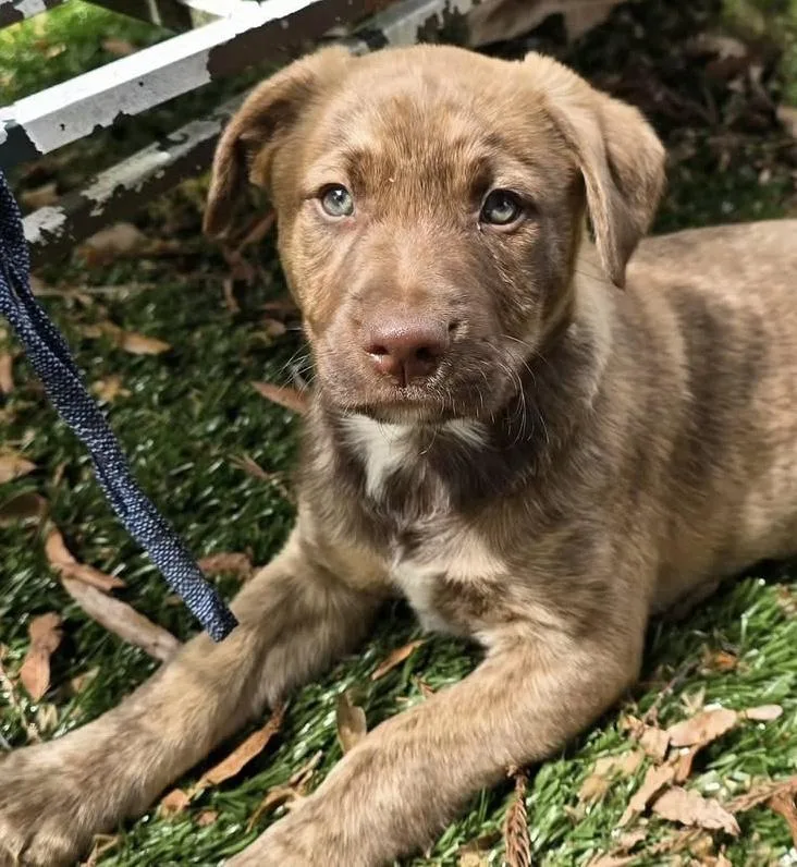 Bougie’s Baby Boys thumbnail 3