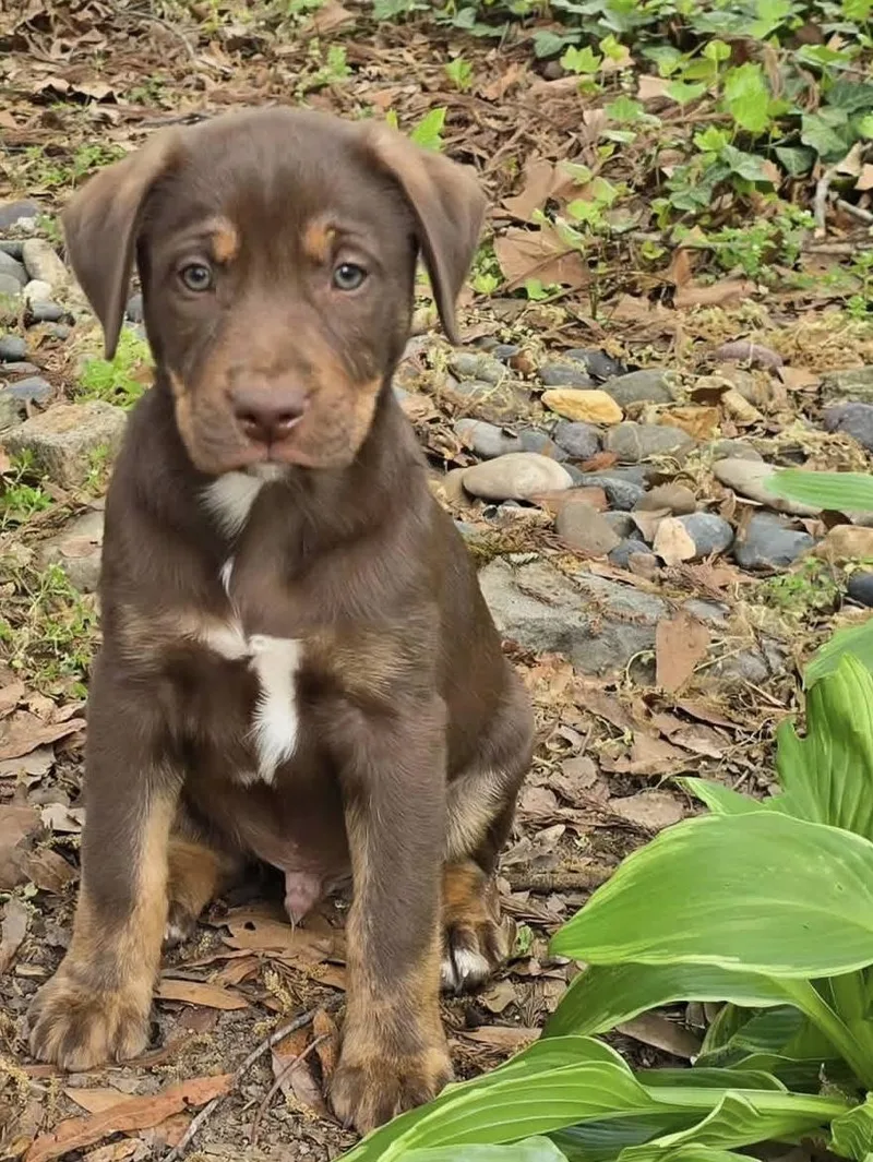 Bougie’s Baby Boys thumbnail 4