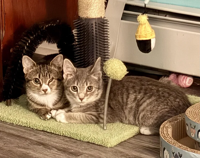 A baby medium-sized male Tabby (Gray / Blue / Silver) Domestic Short Hair cat named Minky & Winky for adoption in Andover, CT