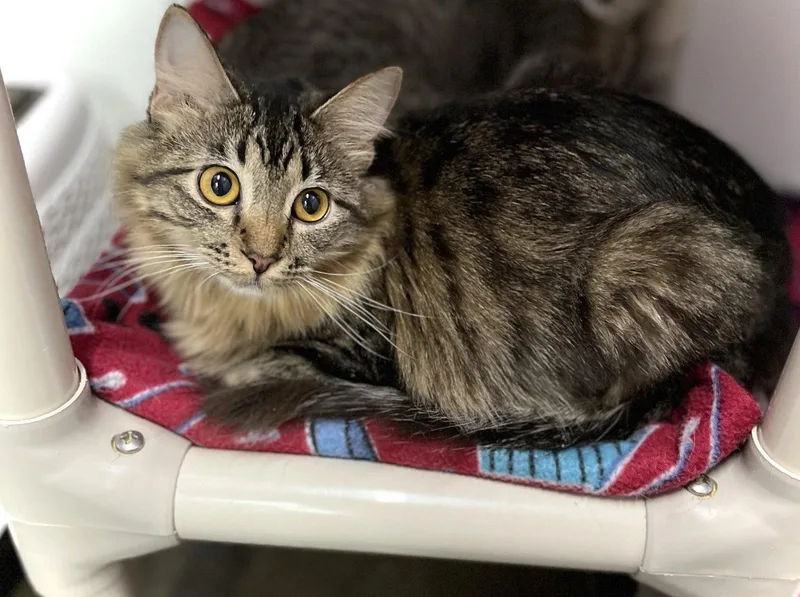 A young medium-sized female Domestic Long Hair cat named Dory for adoption in Estherville, IA