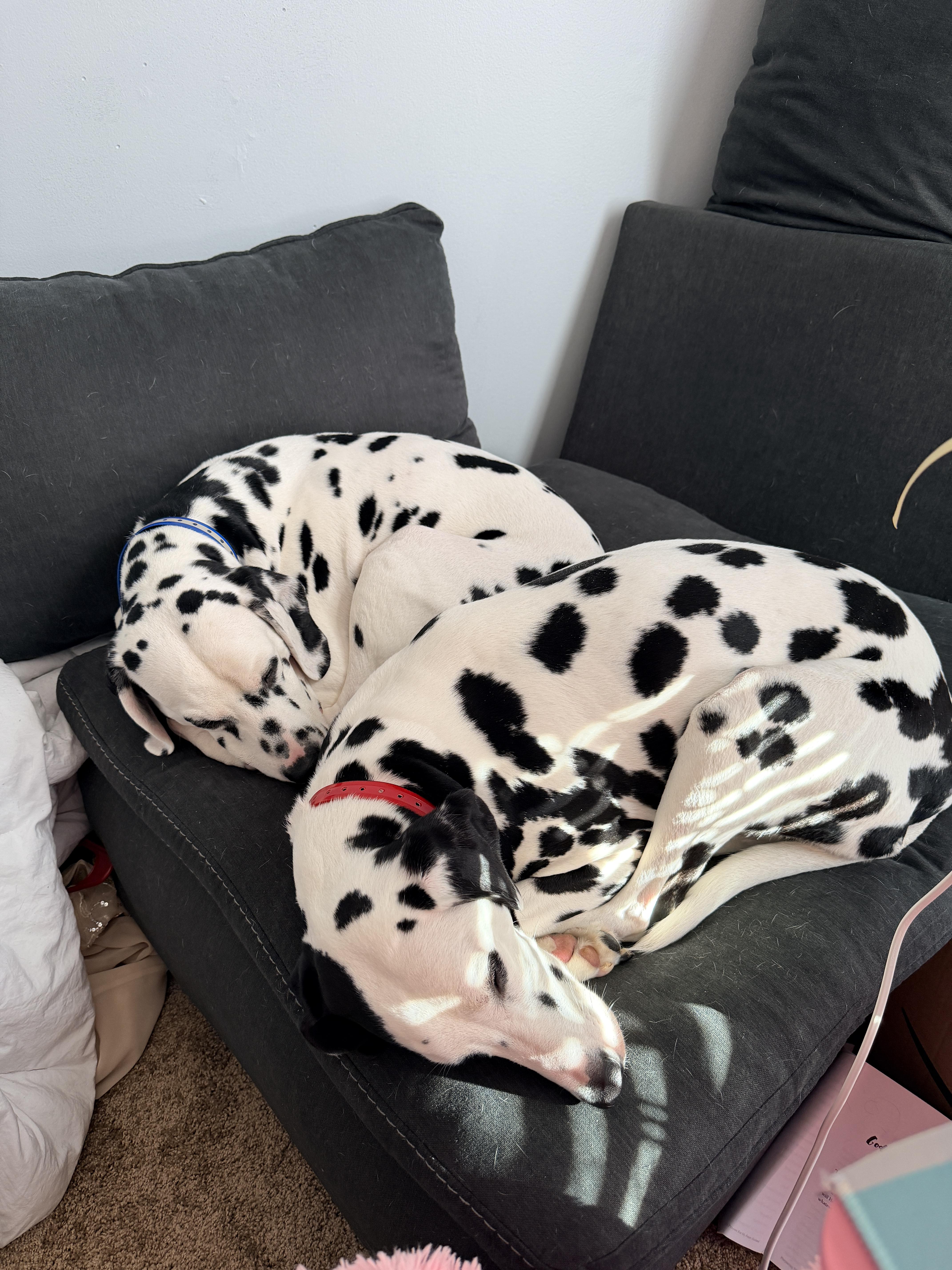 Skygastonia  Nc Bonded thumbnail 3