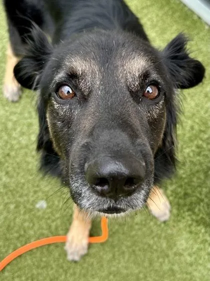 An adult large-sized male Black Mixed Breed dog named Duke for adoption in Wichita, KS