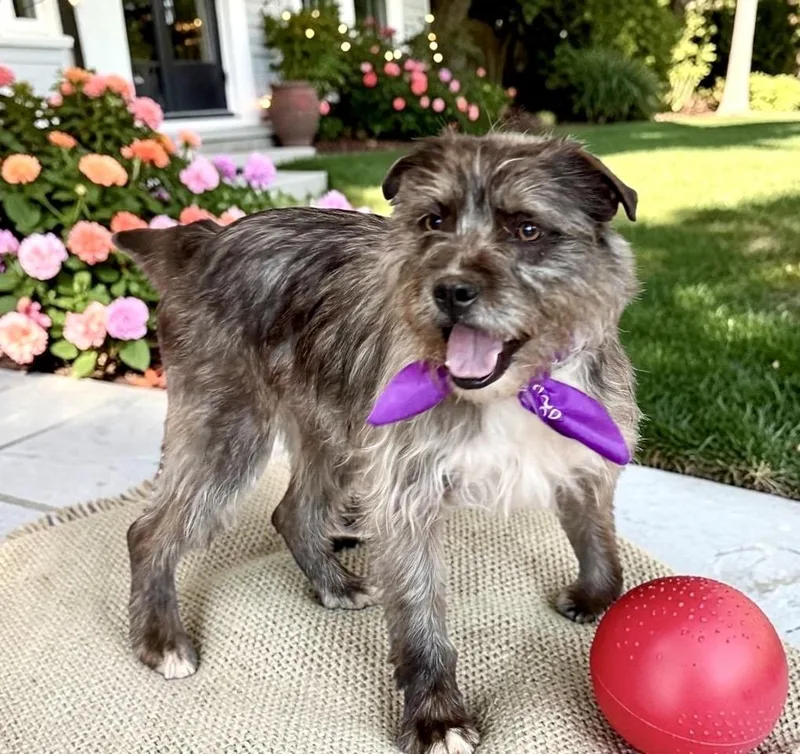An adult medium-sized male Gray / Blue / Silver Terrier dog named Panini for adoption in Perry, IA