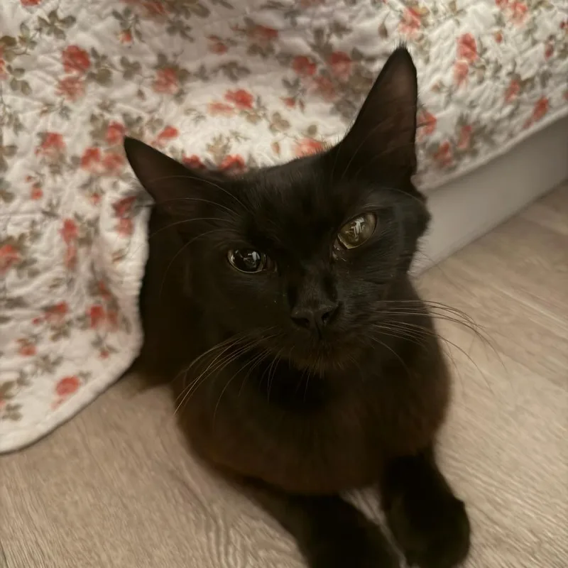 An adult medium-sized female Black Domestic Medium Hair cat named Ingrid for adoption in West Palm Beach, FL