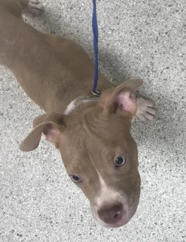 A young small-sized male Pit Bull Terrier dog named Crumble for adoption in Conroe, TX