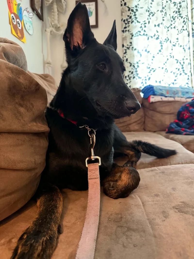 A young large-sized female Black Belgian Shepherd / Malinois dog named Vanity for adoption in Chelsea, VT