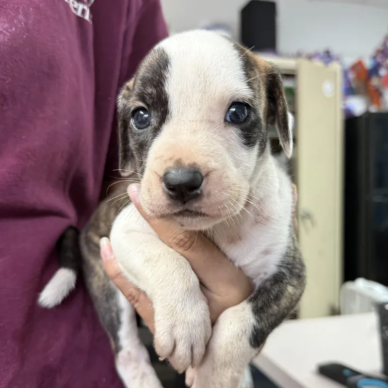 A baby medium-sized female Brindle Pit Bull Terrier dog named Why Knot for adoption in Columbia, SC