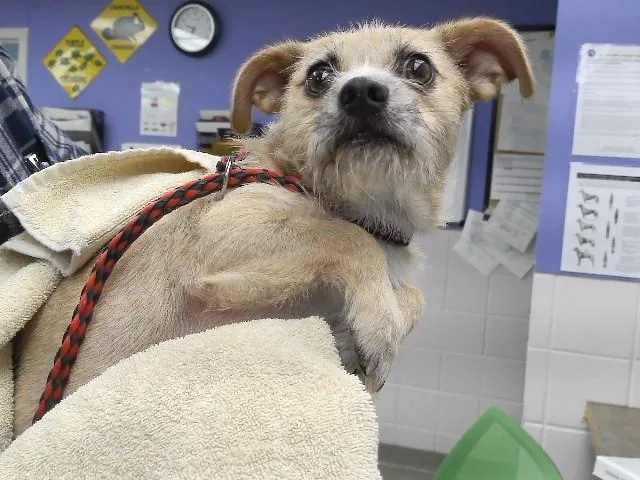 A young small-sized male Cairn Terrier dog named Justin for adoption in Omaha, NE