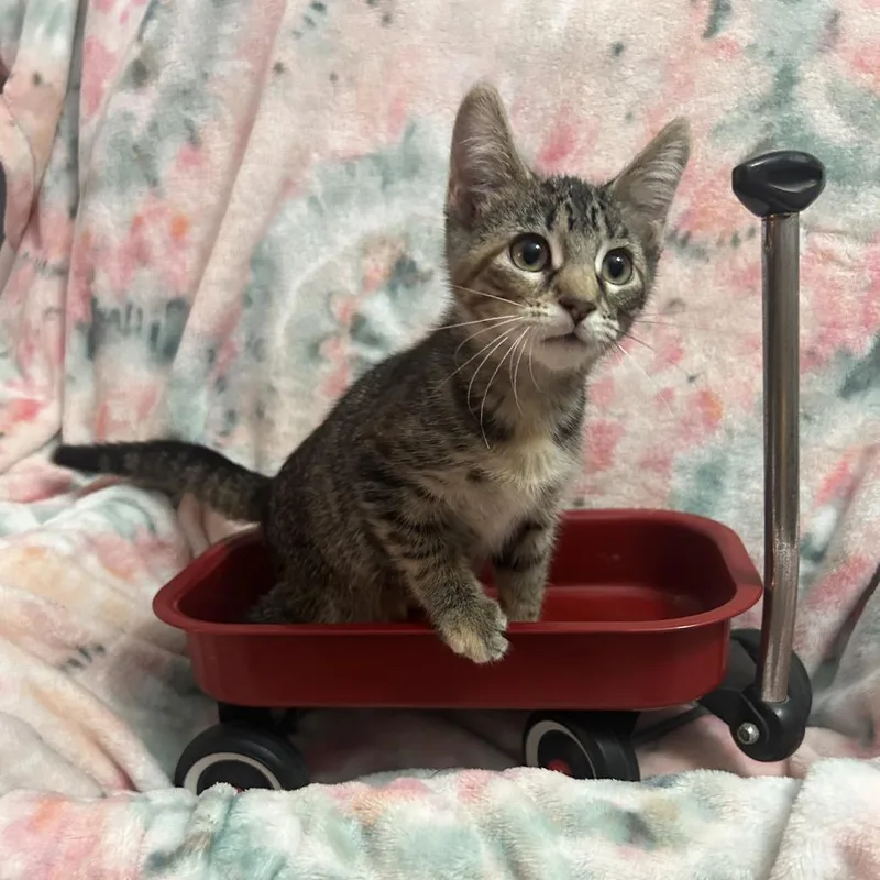 A baby medium-sized female Torbie Domestic Short Hair cat named Jessie Cowgirl for adoption in Columbia, MO