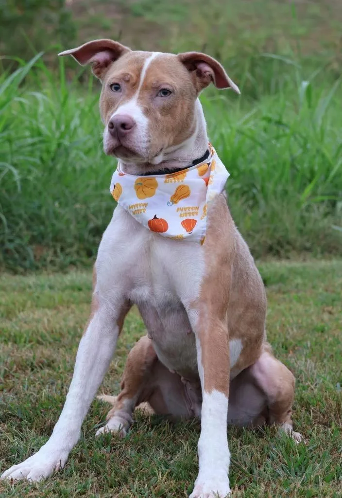An adult large-sized female Mixed Breed dog named Annabelle for adoption in Columbia, TN