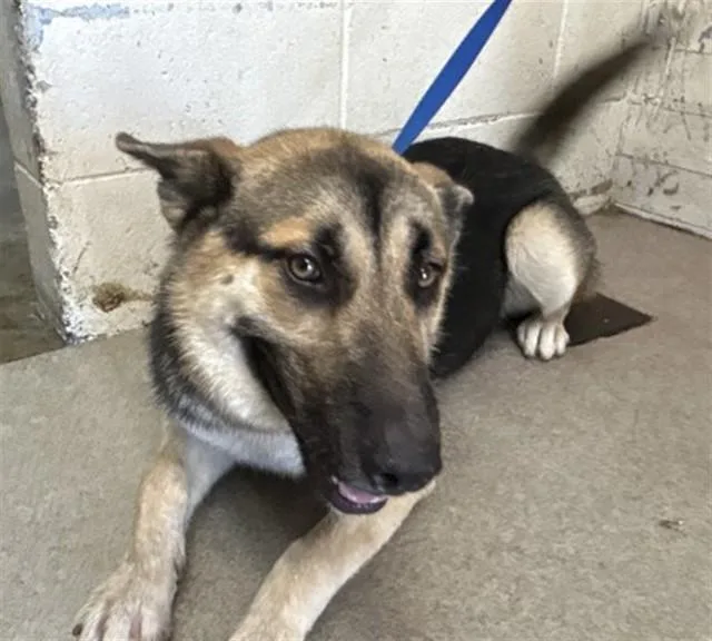 A young medium-sized female German Shepherd Dog dog named Henna for adoption in San Bernardino, CA