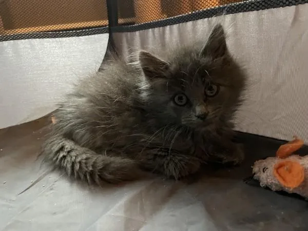 A baby medium-sized male Gray / Blue / Silver Domestic Long Hair cat named Lost Toys  Found for adoption in Berkeley Heights, NJ