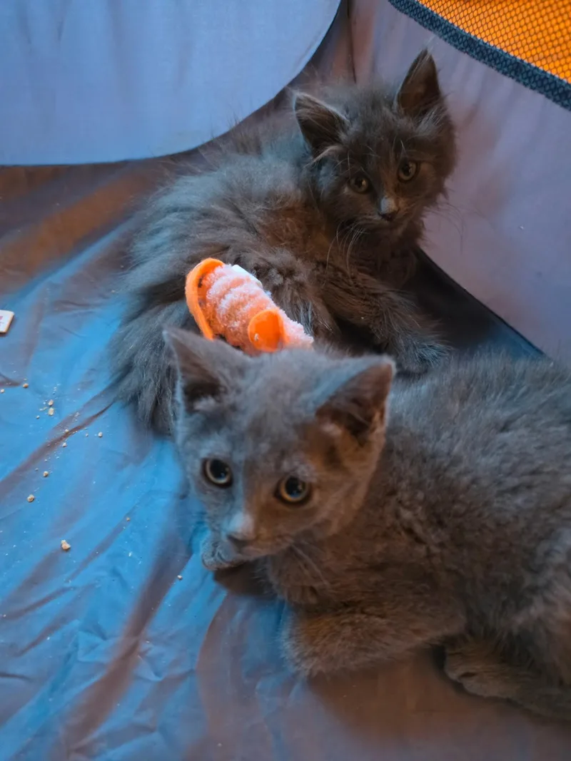 Lost Toys  Found thumbnail 4
