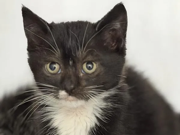 A baby small-sized female Domestic Short Hair cat named Silkworm for adoption in Portland, OR