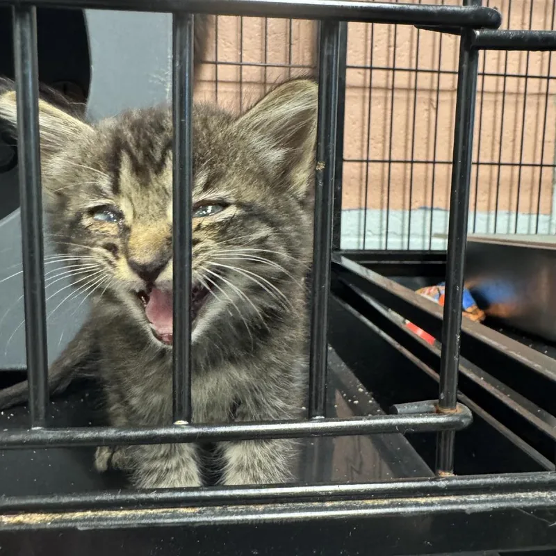 A baby small-sized female Gray / Blue / Silver Domestic Short Hair cat named Strudle for adoption in Columbus, NC
