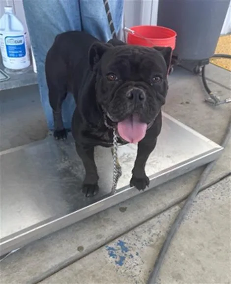 Kuromi  Urgent! Longtime