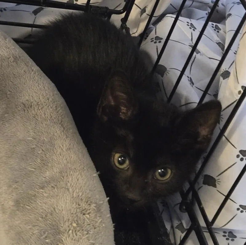 A baby small-sized male Black Domestic Short Hair cat named Riley LA for adoption in Greenville, SC