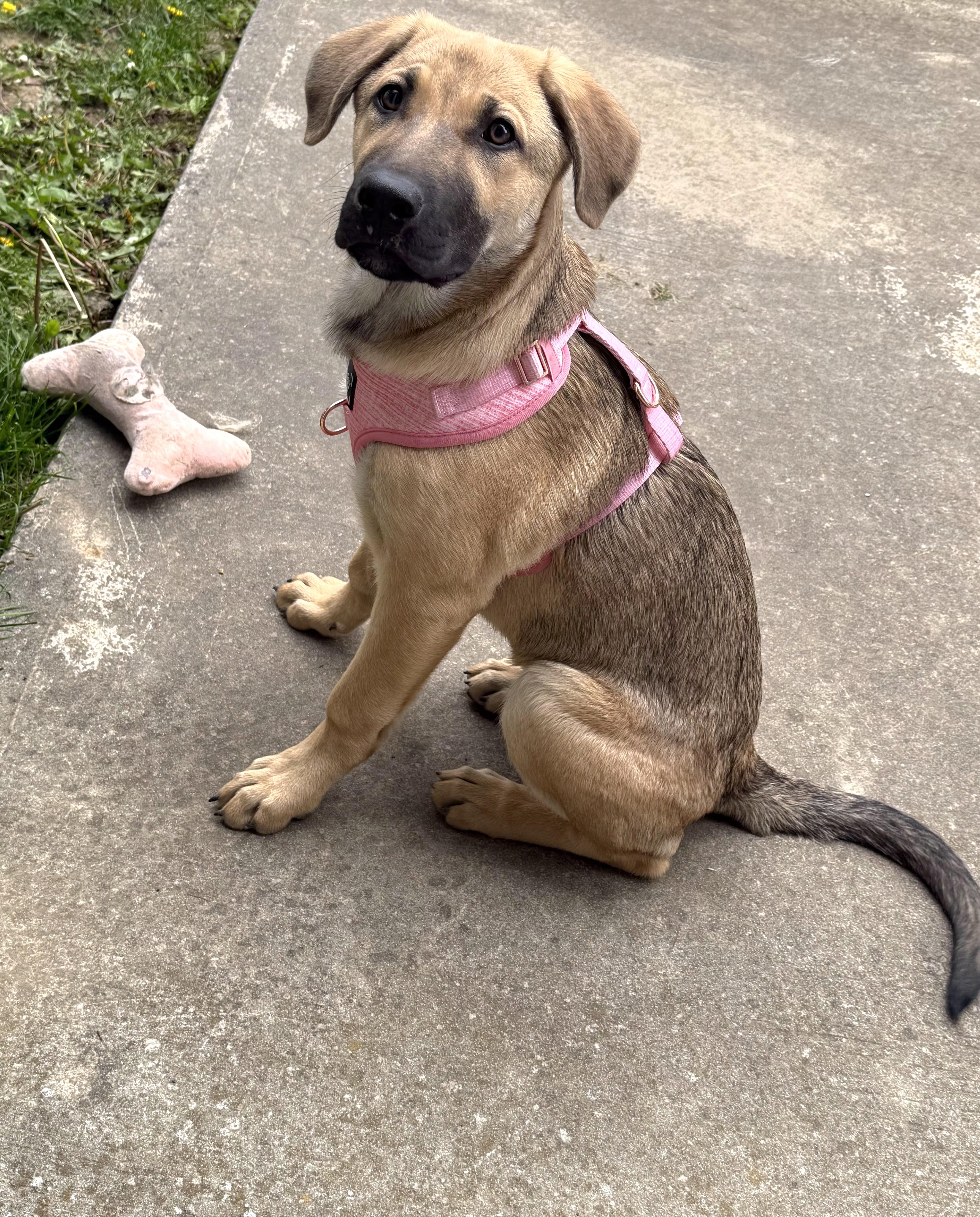 A baby large-sized female Yellow / Tan / Blond / Fawn German Shepherd Dog dog named Myla for adoption in Salamanca, NY