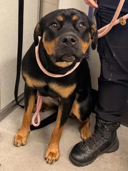 A young large-sized female Rottweiler dog named Maize for adoption in Cleveland, OH