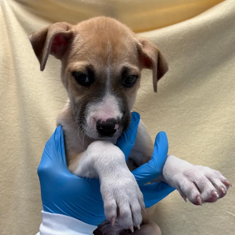 A baby small-sized male White / Cream Shepherd dog named Toma for adoption in San Antonio, TX