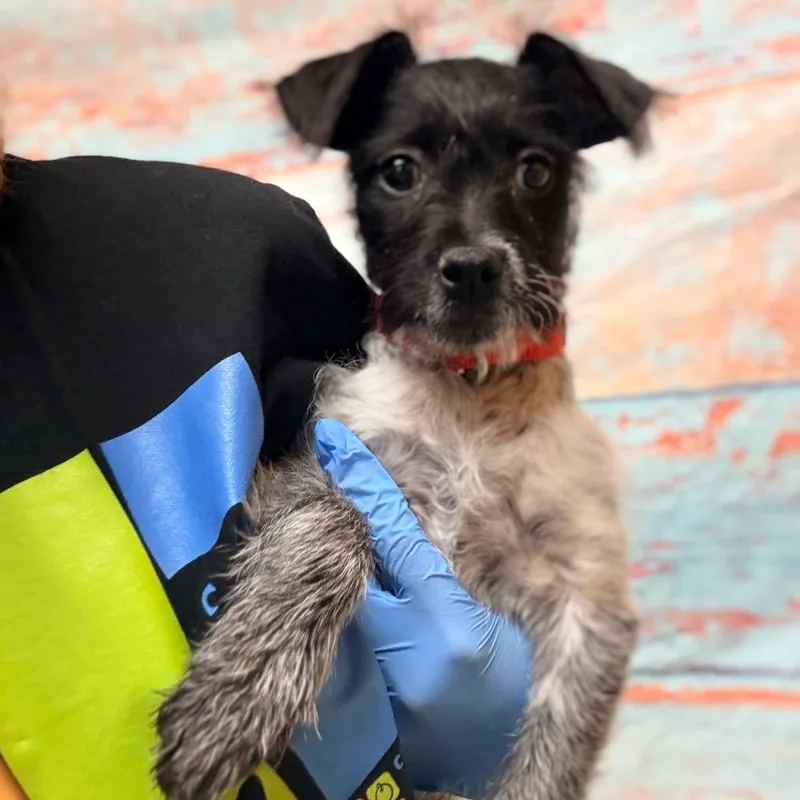 A baby small-sized female Black Terrier dog named Rhaenyra for adoption in Cheyenne, WY