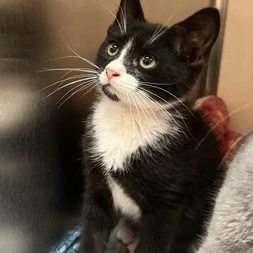 A baby small-sized male Domestic Short Hair cat named Toulouse for adoption in Seven Valleys, PA
