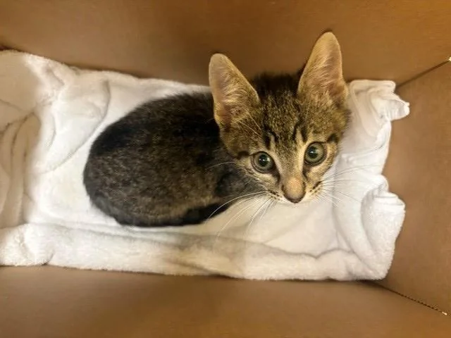 A baby small-sized male Domestic Short Hair cat named Ziggy for adoption in Tustin, CA