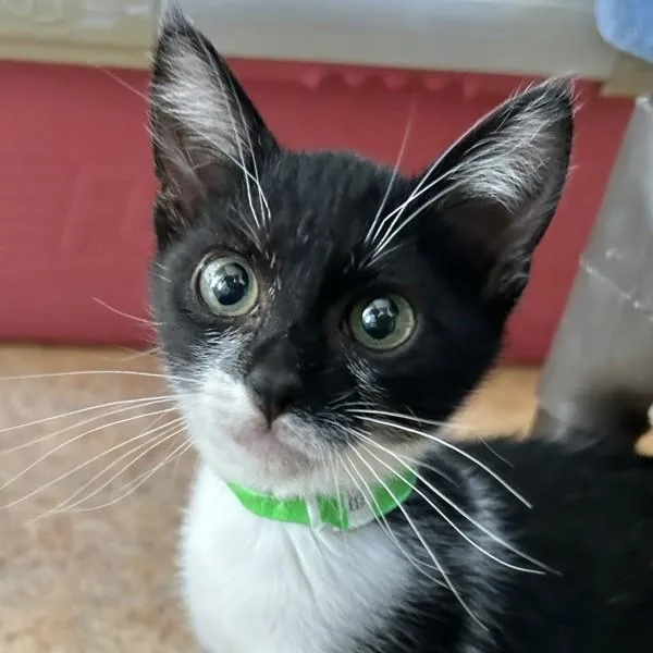 A young medium-sized male Domestic Short Hair cat named Cody for adoption in Dublin, CA