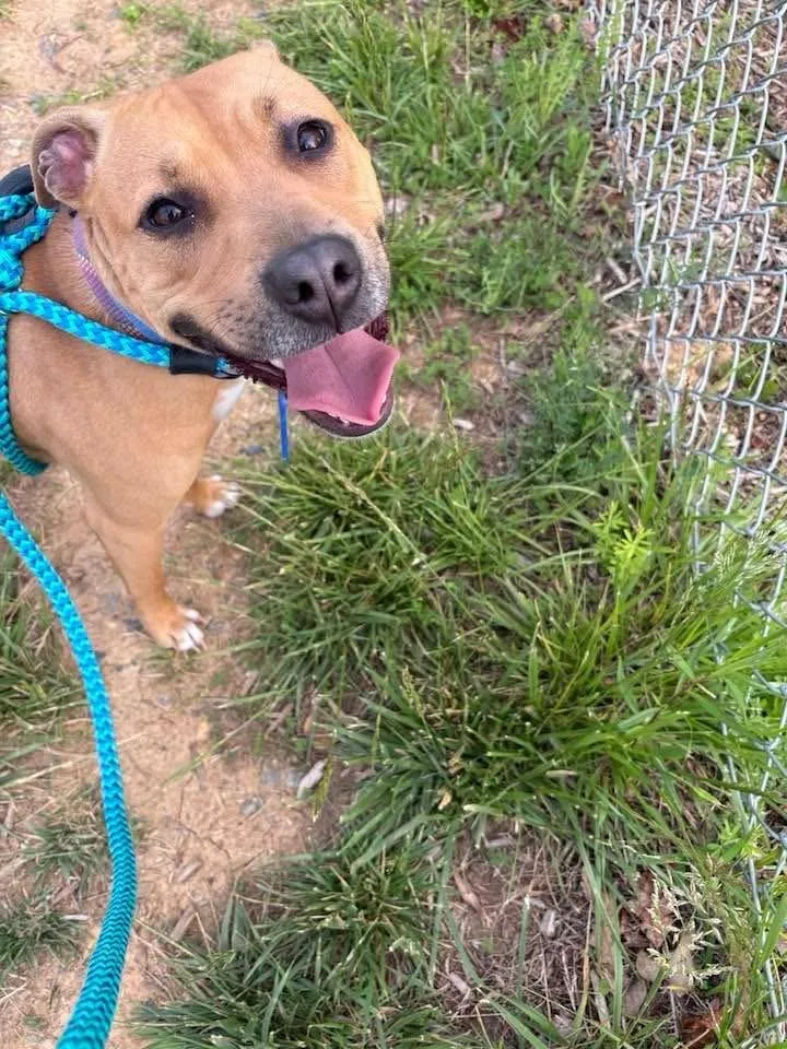 A young medium-sized female Yellow / Tan / Blond / Fawn Pit Bull Terrier dog named Daphny for adoption in Manassas, VA