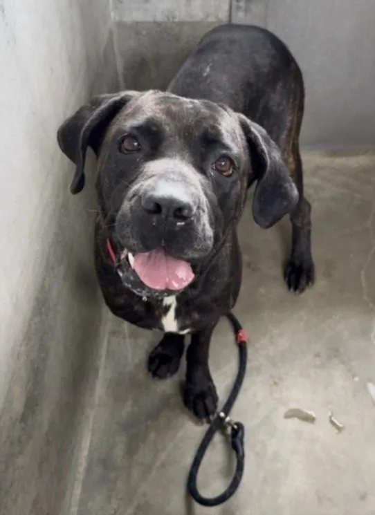 An adult extra large-sized female Mastiff dog named Dalila for adoption in Los Angeles, CA