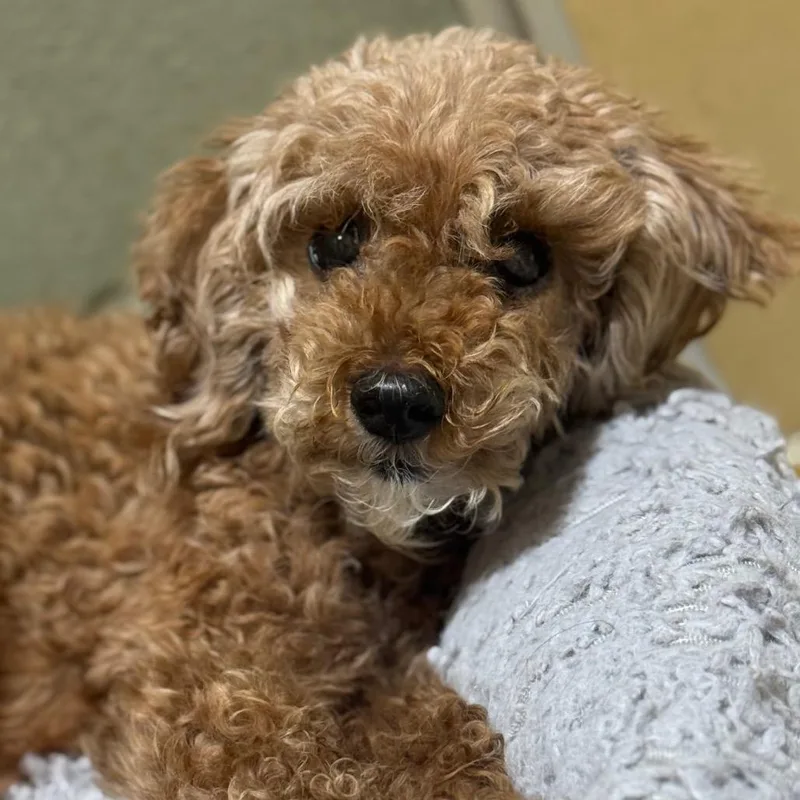 Madam Mim thumbnail 2