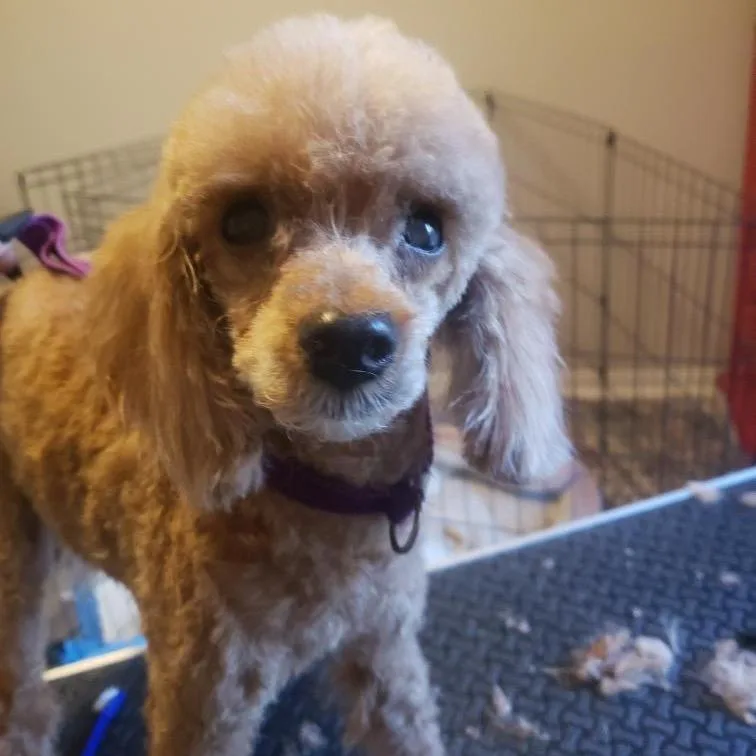 Madam Mim thumbnail 3