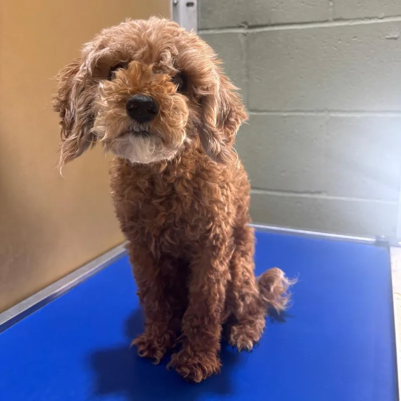 Madam Mim thumbnail 4