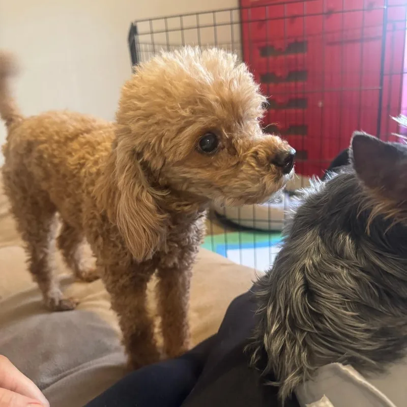 Madam Mim thumbnail 5