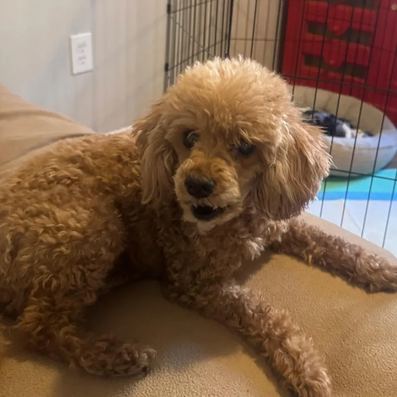 Madam Mim thumbnail 6