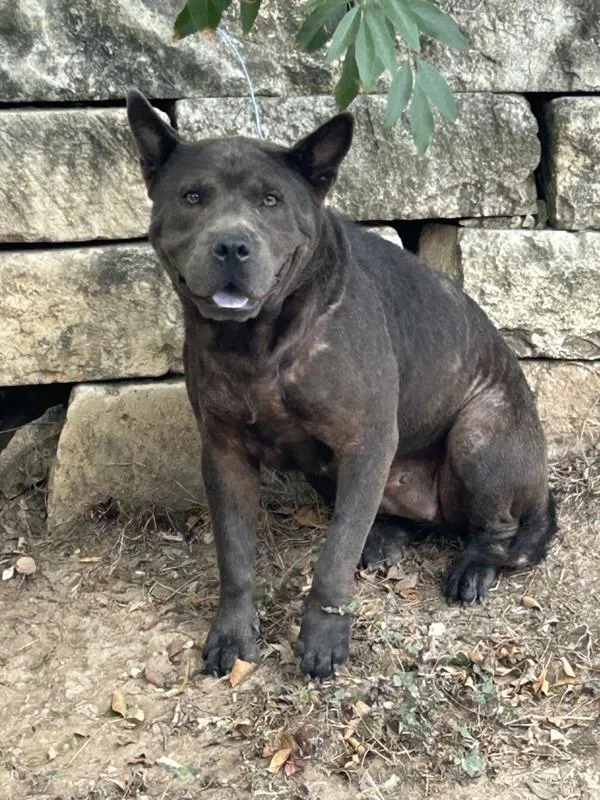 An adult large-sized female Chow Chow dog named Ursula for adoption in Austin, TX