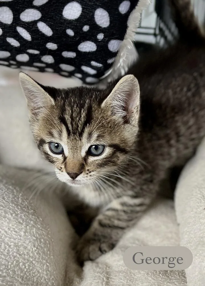 A baby small-sized male Brown / Chocolate Domestic Short Hair cat named George for adoption in Chalfont, PA