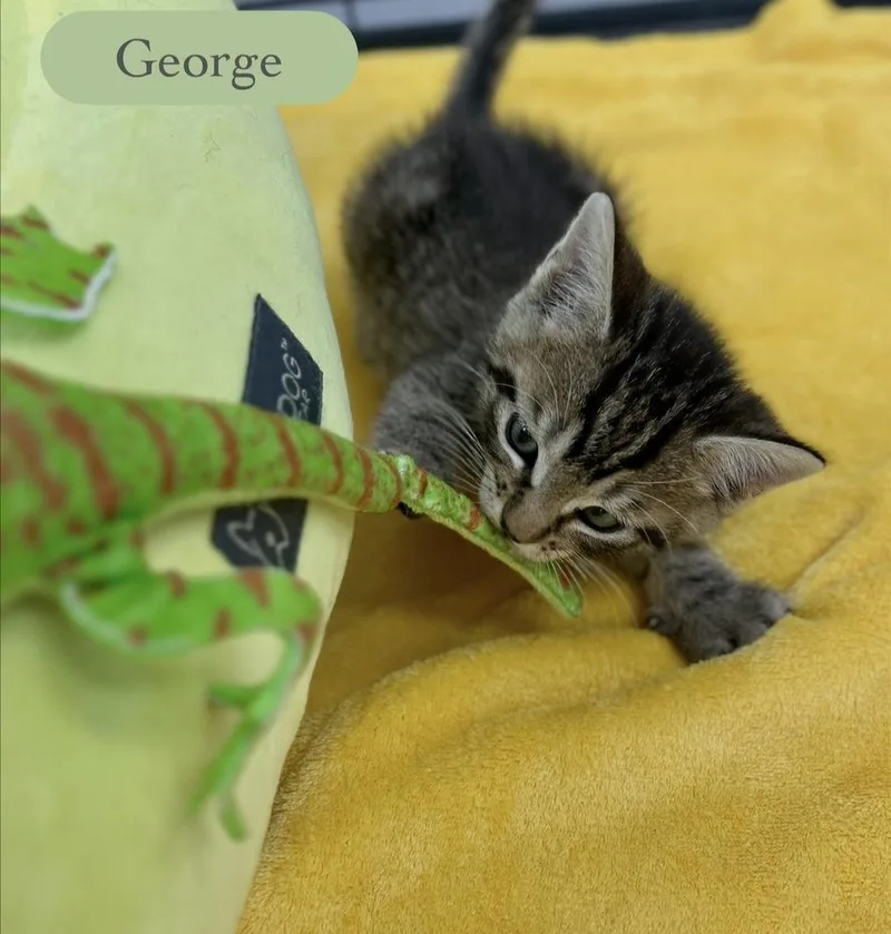 George thumbnail 2