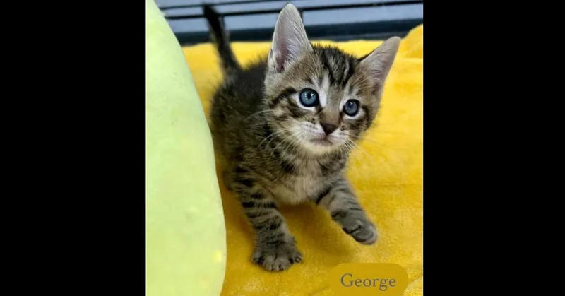 George thumbnail 3