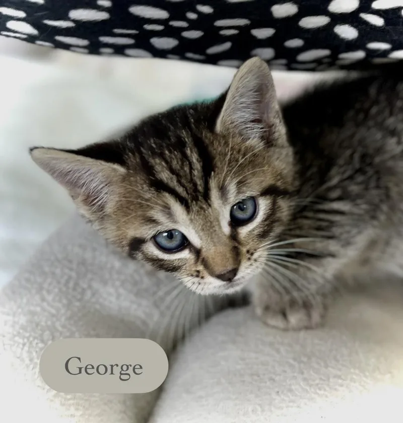 George thumbnail 4